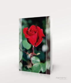 Produktbild Sterbebild Rote Rose