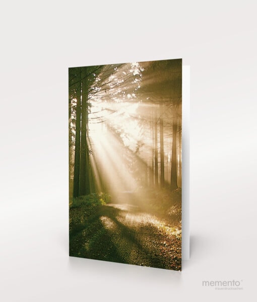 Produktbild Sterbebild Wald im Gegenlicht